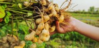 Peanut butter saved? Heat-tolerant peanuts may stave off yield-cutting impacts of climate change