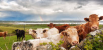 Earth-friendly beef: How sustainable grazing practices can protect soil, water, and biodiversity
