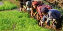 Saving Africa’s agroecological food baskets from the agroecology movement