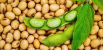 CRISPR could help produce allergen-free soybeans. Here’s how it works