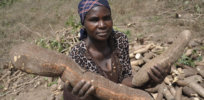 GMOs and nutrition: Disease-resistant, biofortified cassava could boost Africa's access to essential minerals