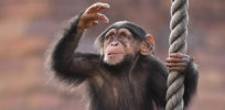 Newly identified chimp pathogen found to be 100% fatal. Could it jump to humans?