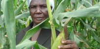 Kenyan farmers clamor for GMO maize seed after visiting demonstration site