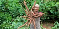 Nigerian farmers welcome new cassava varieties: ‘My joy knows no bounds’