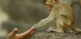 10 body parts humans lost to evolution