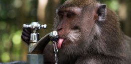 Humans are water-saving apes? Homo sapiens’ ability to run on less water may have driven our evolution