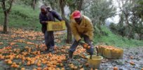 Facing tighter pesticide restrictions, Italian fruit growers hope biotechnology can help protect their orchards