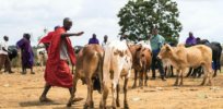 African researchers use gene editing and other tools to breed heartier livestock