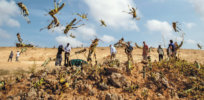 Namibia begins pesticide spraying to end locust infestation threatening its crop-producing regions