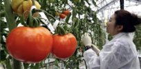 Will consumers accept the world’s first gene-edited tomato?