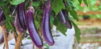 GMOs in the Philippines: Field trials confirm Bt eggplant highly resistant to pest attack