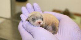 Cloned ferret Elizabeth Ann and the future of conservation: The promises and perils of biotechnology
