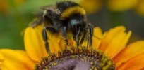 ‘Realistic’ exposure to insecticide sulfoxaflor poses no notable risk to honeybees, study shows