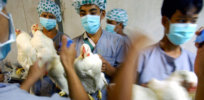 Can CRISPR tame avian flu and prevent the next pandemic?