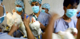 Can CRISPR tame avian flu and prevent the next pandemic?