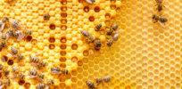Viewpoint: USDA data show the predicted ‘Beepocalypse’ has been postponed another year