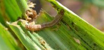 Poverty and hunger follow Africa’s fall armyworm invasion
