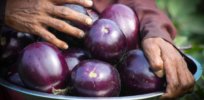 Bowing to political pressure, India scraps plans to trial GM, insect-resistant, Bt eggplant