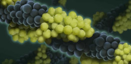 Europe’s ‘most cherished’ grape varieties threatened by deadly diseases. CRISPR can help save them