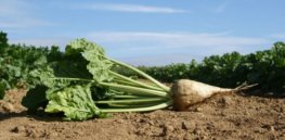 UK sugar beet farmers could be growing gene-edited, disease-resistant crops within 5 years