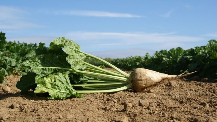 UK sugar beet farmers could be growing gene-edited, disease-resistant crops within 5 years
