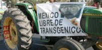Mexico’s proposal to phase out glyphosate, GM corn spurs ‘across-the-board’ farmer opposition, USDA says