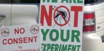 April Florida Keys release of GMO mosquitoes engineered to curtail Zika, dengue and malaria on track despite protests