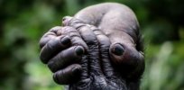 Generous apes: What explains the evolution of human kindness?