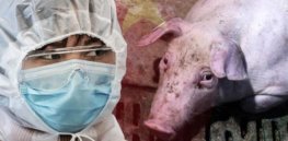 Gene editing could yield swine flu-resistant pigs, cutting the risk of another pandemic