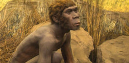 Hobbit-sized humans appear to have lived as recently as 50,000 years ago