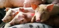 CRISPR offers hope for controlling African swine fever