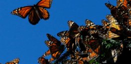 ‘No shortage of dangers’ and no easy answers for the monarch butterfly