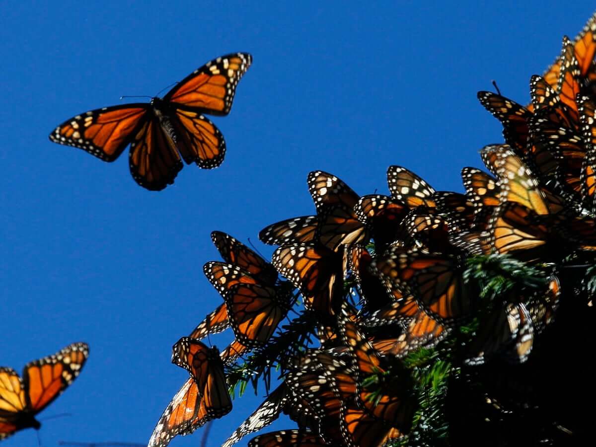 ‘No shortage of dangers’ and no easy answers for the monarch butterfly