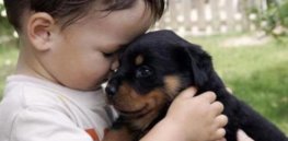 Why do we find puppies more adorable than babies? The neuroscience of cuteness