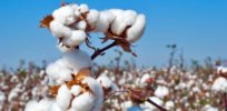 Facing stiff GM crop restrictions, Mexican cotton farmers may import illegal biotech seeds