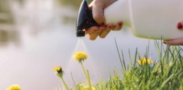 Following glyphosate ban, Belgian gardeners find ‘eco-friendly’ weedkillers mostly ineffective