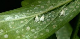 Natural GMO: Whiteflies stole a gene from plants millions of years ago that can protect them from pesticides