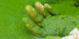Duckweed to the rescue: How the world’s fasting-growing plant could boost food security despite climate change