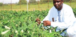 GM, insect-resistant, Bt cowpea could generate more than $638 million for Nigeria over next six years