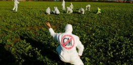 Viewpoint: GMO misinformation—How ‘pseudoscience and romanticization of premodern agriculture’ undermine food sustainability