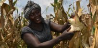 Central Uganda’s new leadership pledges support for GM crops: ‘We have a cardinal role to ensure food security’