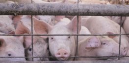 Advocacy groups and biotechnology opponents urge FDA to strictly regulate genetically engineered animals
