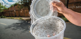 Viewpoint: Genetically modified mosquito release ‘represents the best of what public-private collaborations can do’