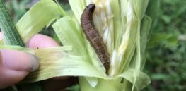 China develops GM corn variety to combat yield-cutting fall armyworm