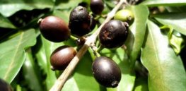 ‘Future proofing’: Rediscovered wild coffee species could protect against production drops caused by climate change