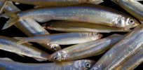 Skeptical of AquaBounty’s salmon? Nature makes GM fish, too