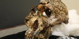 3-D technology is reinventing paleoanthropology and the reconstruction of fossils