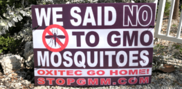 Viewpoint: ‘Consumer activist’ concerns over Florida proposal to use gene drives to extirpate Zika-carrying mosquitoes is thinly veiled anti-biotech attack