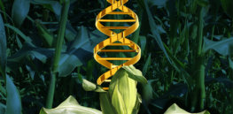 Market for CRISPR-edited crops will be limited by hazy global regulatory environment and societal ambivalence