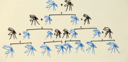 240 million people suffer annually from malaria. Could deploying CRISPR to gene edit mosquitoes’ pesticide resistance contain the scourge?
